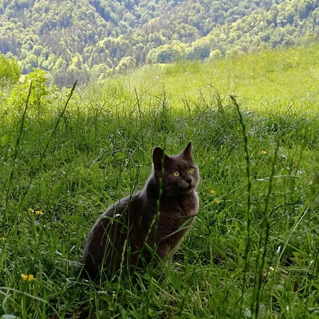 Apartmaji Hribar Pr'ostank
