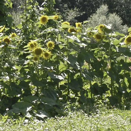 Apartmaji Hribar Pr'ostank Daire *