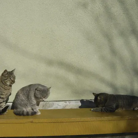 Daire Apartmaji Hribar Pr'ostank