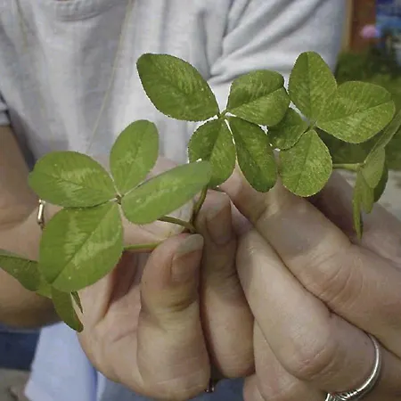 Daire Apartmaji Hribar Pr'ostank *